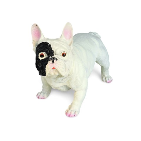 Buldog francuski Buldog francuski