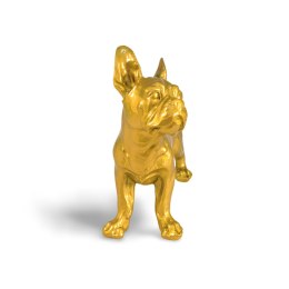 Buldog mały